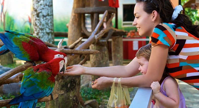 Jurong Bird Park Attraction Tours