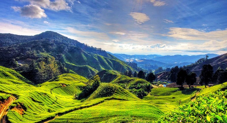 Cameron Highlands City Tours