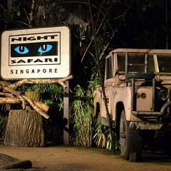 Night Safari